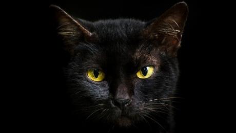 close up black cat