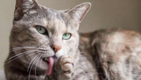 ginger and grey tabby cat grooming