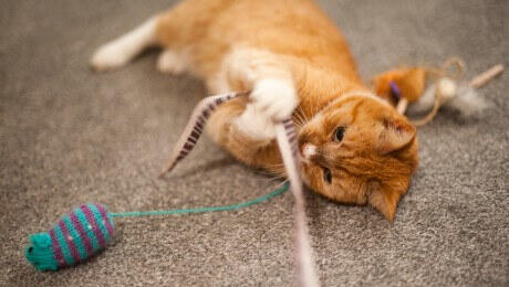 Ginger cat playing