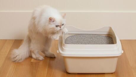 persian cat using the litter tray