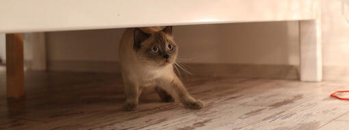 How to Spot and Treat Cat Anxiety