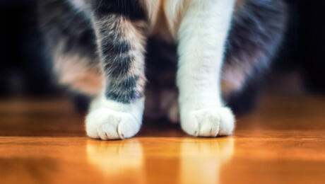 Cats legs