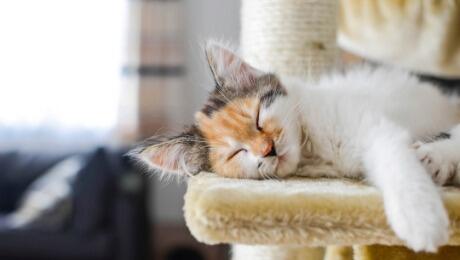 Sleeping kitten