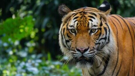 wild tiger