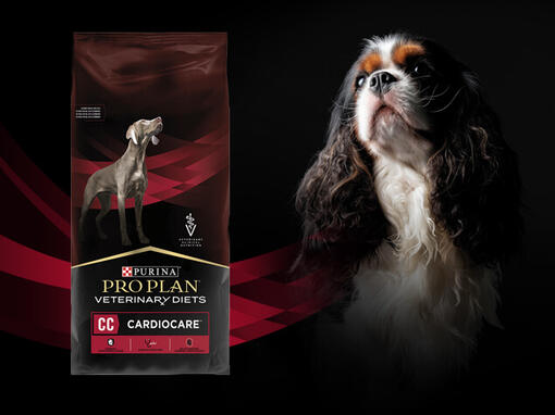 Perro con producto Purina® Pro Plan® Fortiflora​