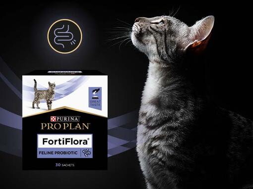 Gato con producto Purina® Pro Plan® Fortiflora