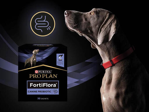 Perro con producto Purina® Pro Plan® Fortiflora
