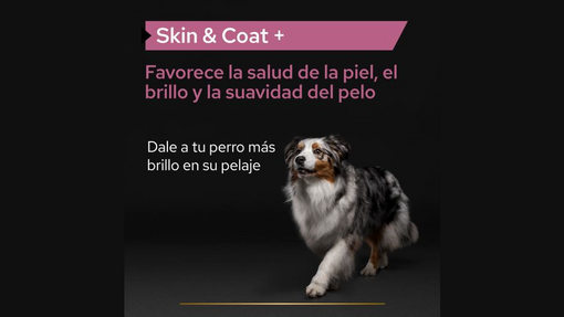 Cómo cuidar mejor la piel y el pelo de tu mascota