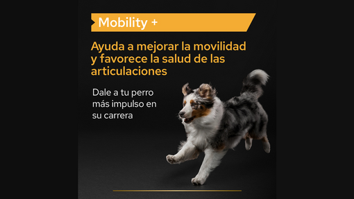 Cómo favorecer / ayudar a la movilidad de tu perro