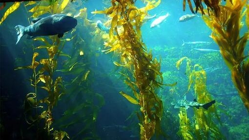 algas verdes en el océano