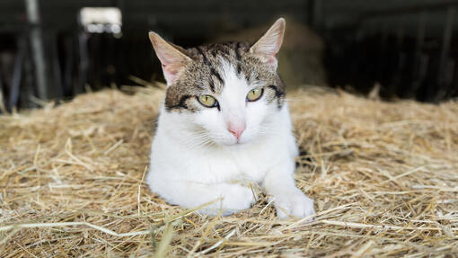 Cat sitting on hay