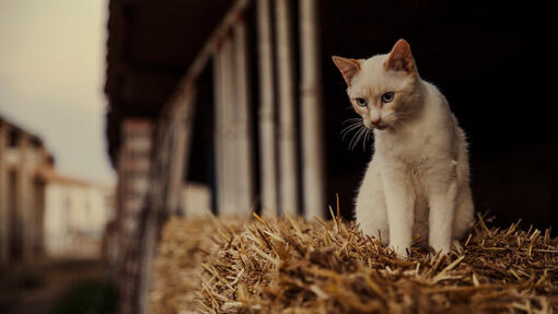 Farm cat sitting