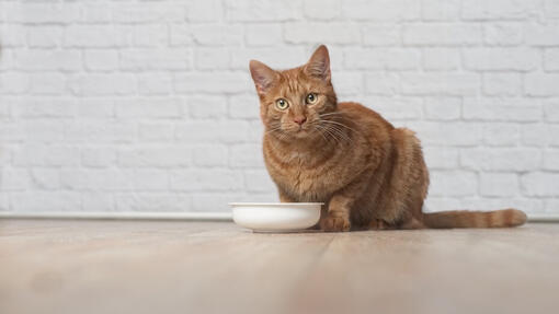 Cat with a bowl