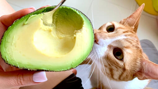 Cat looking at an avocado