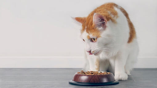 Cat eating from a bowl