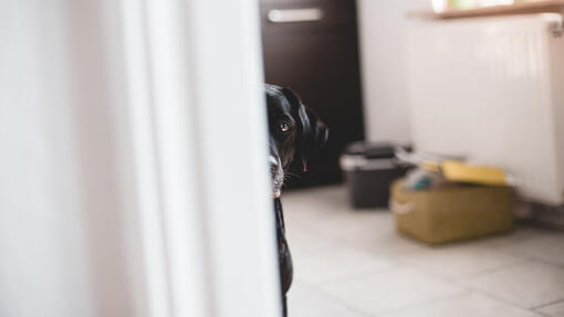 Dog hiding behind wall