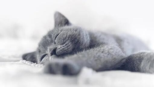 Los gatos se pasan el 70 % de su vida durmiendo