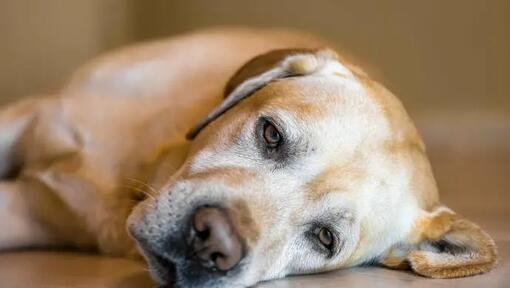 Síntomas de un perro «deprimido»