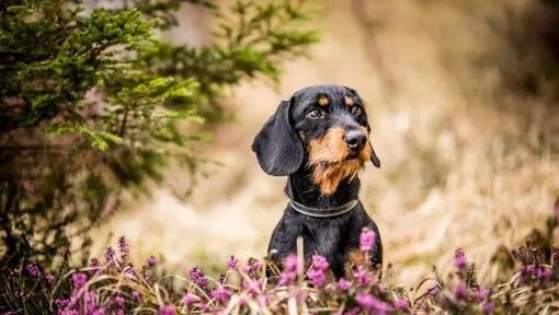 Nombres para perros negros