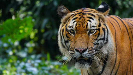 tigre en la naturaleza