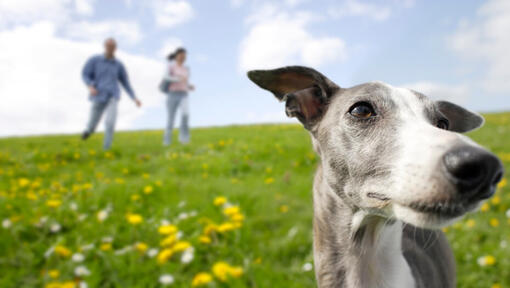 dueños corriendo detrás de un galgo