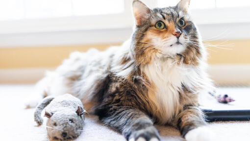 Gato esponjoso con peluche