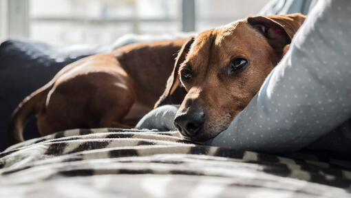 Pequeño perro marrón acostado sobre una almohada