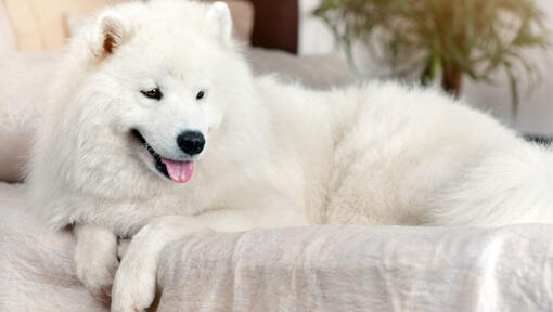 Perro blanco esponjoso con lengua fuera