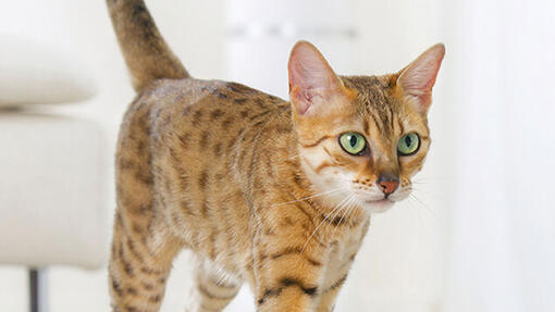 Cerca de gato de Bengala con ojos verdes