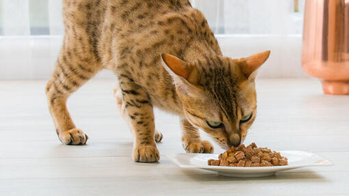 gato de bengala comiendo comida húmeda