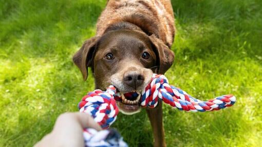 Viejo chocolate labrador jugando con un juguete de cuerda