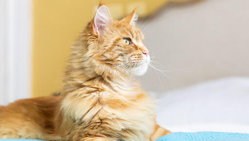 Gato sentado en la cama