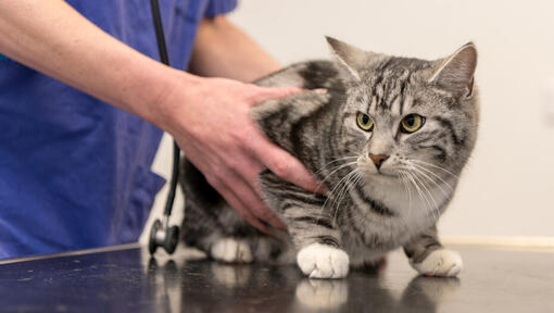 Gato retenida por un veterinario