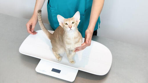 Gato sentado en escalas con veterinario