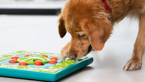 Senior golden retriever jugando con rompecabezas cerebral