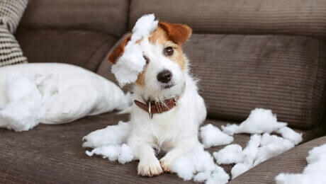 Jack Russell rompiendo la almohada