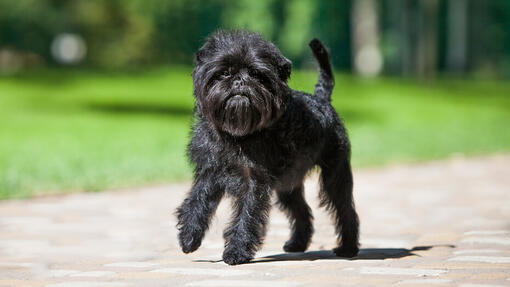 Perro Affenpinscher paseando