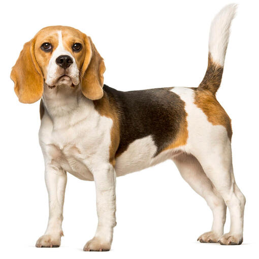 Perro de raza Beagle