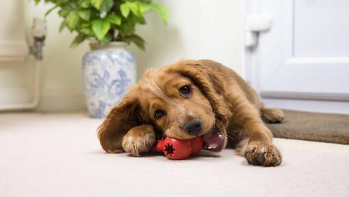 Perro con juguete rojo