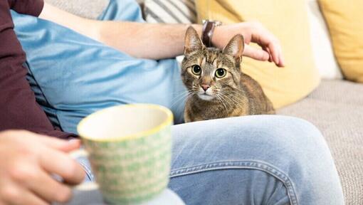 Dueña tomando té mientras el gato se sienta a su lado