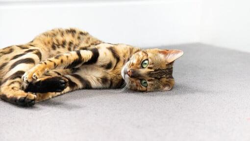 Gato de Bengala acurrucándose en el suelo