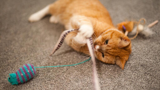 Gato pelirrojo jugando con una cinta.