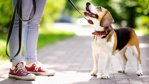 Jack Russell Terrier con la lengua afuera mirando al dueño.