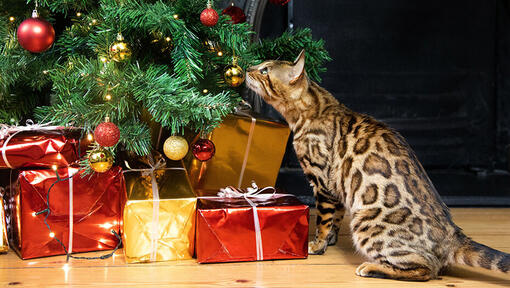 gato olfateando el árbol de navidad