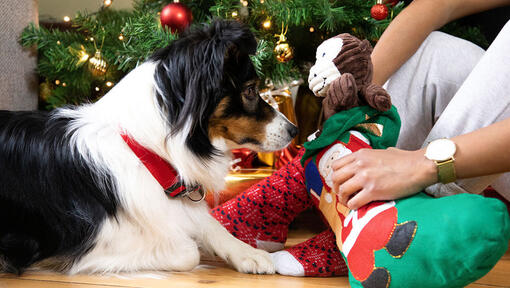 perro recibiendo regalos de navidad