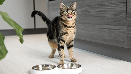 gato lamiendo los labios listo para comer