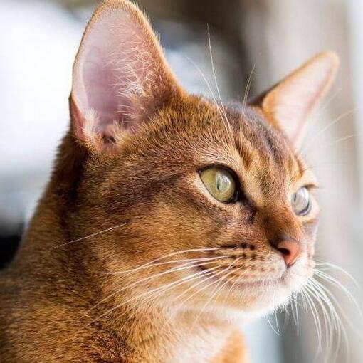 Dos gatitos de bengala tumbados juntos