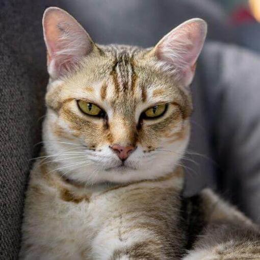 Gato de raza asiático
