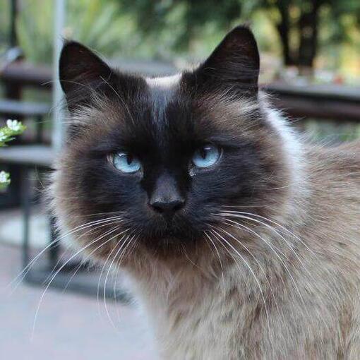 Gato de raza Balinés