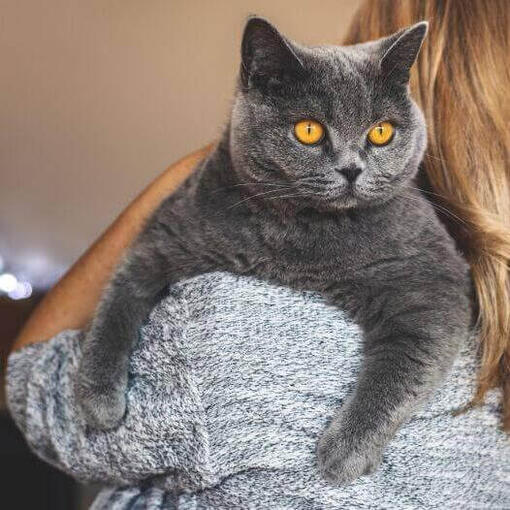 Una mujer sostiene a su mascota, un gato británico de pelo corto.